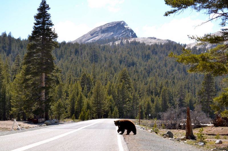 Black bear crossing Yosemite road